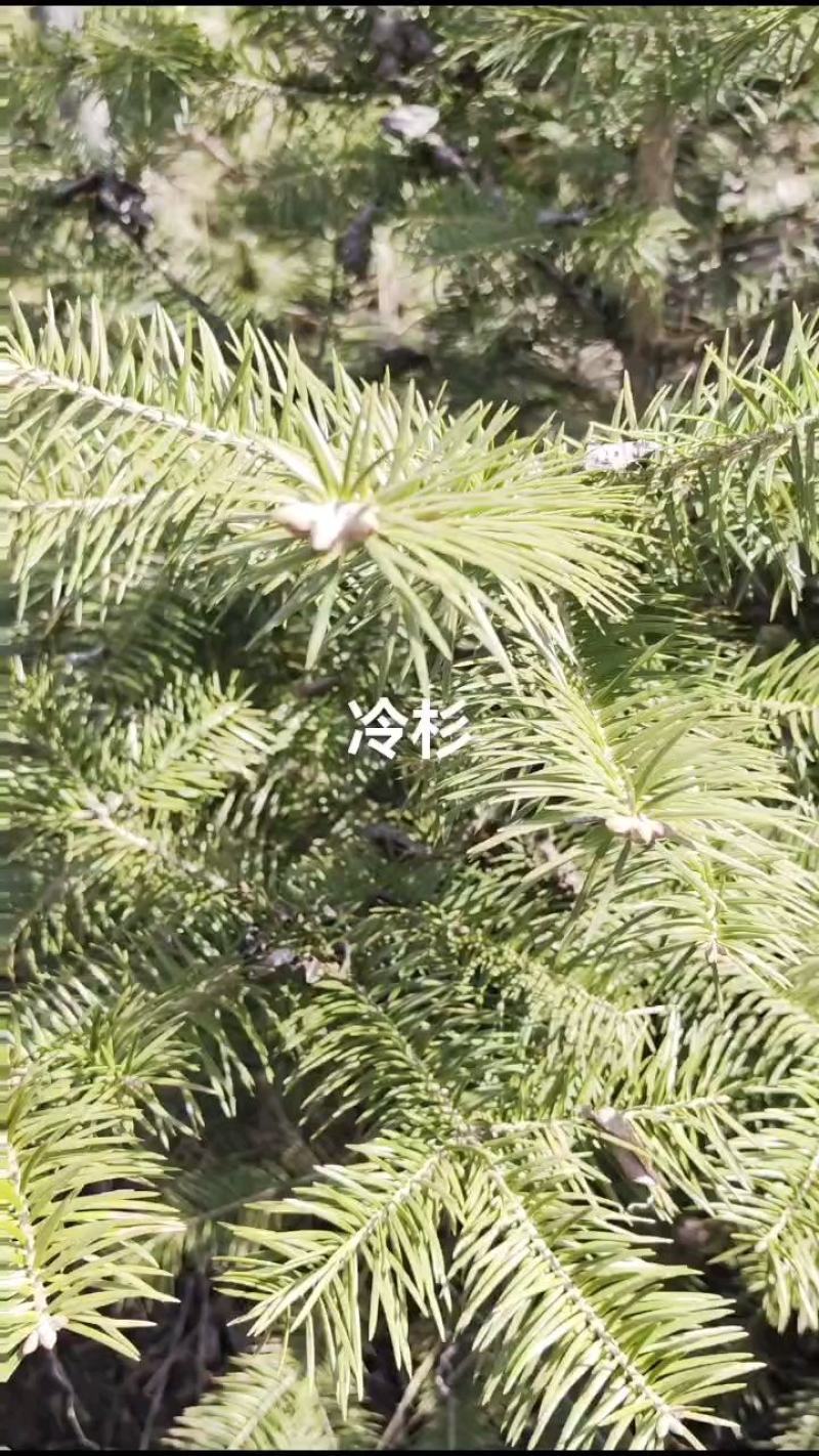 云杉，蓝杉冷杉，红豆杉，油松，樟子松