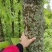 川厚朴鲜皮产地直供各种规格都可生产欢迎药厂及药商洽谈合作