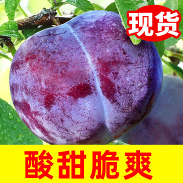 【陕西玫瑰风味红肉李子】黑布林中的甜李子，口感脆甜