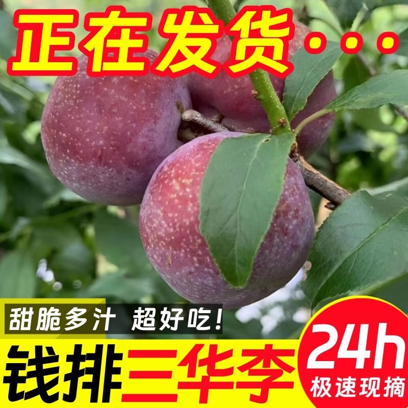 【陕西玫瑰风味红肉李子】黑布林中的甜李子，口感脆甜