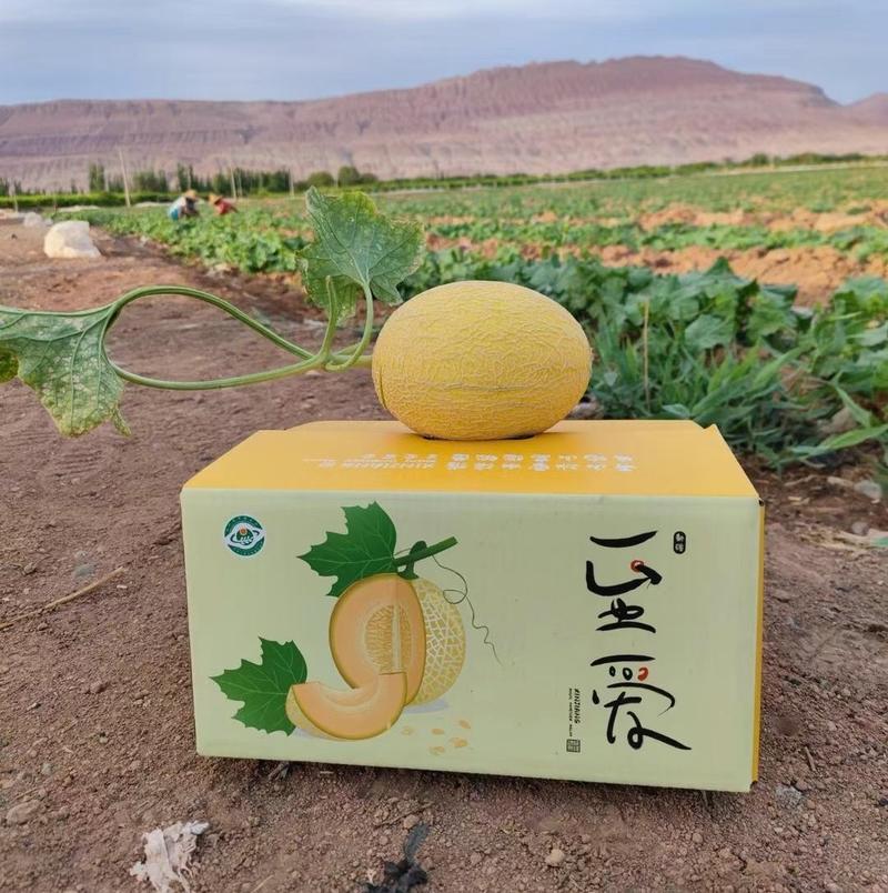 新疆吐鲁番至爱蜜瓜6-7斤装黄皮哈密瓜新鲜网纹甜瓜当季