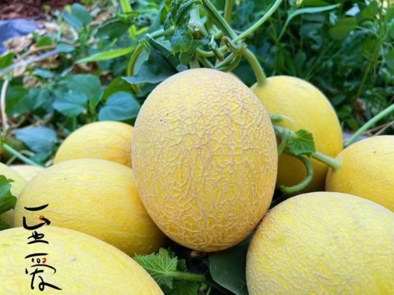 新疆吐鲁番至爱蜜瓜6-7斤装黄皮哈密瓜新鲜网纹甜瓜当季