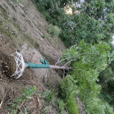 栾树又名灯笼树、摇钱树