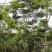 栾树又名灯笼树、摇钱树