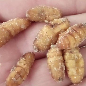新鲜大个头，金丝蚕蛹