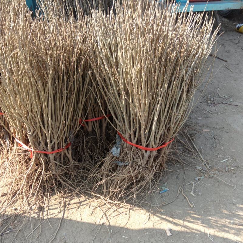 木槿花矮化木槿花苗辣椒树一年生包邮保湿发货南北方种植