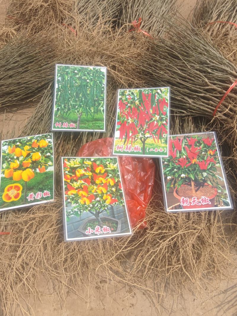 木槿花矮化木槿花苗辣椒树一年生包邮保湿发货南北方种植