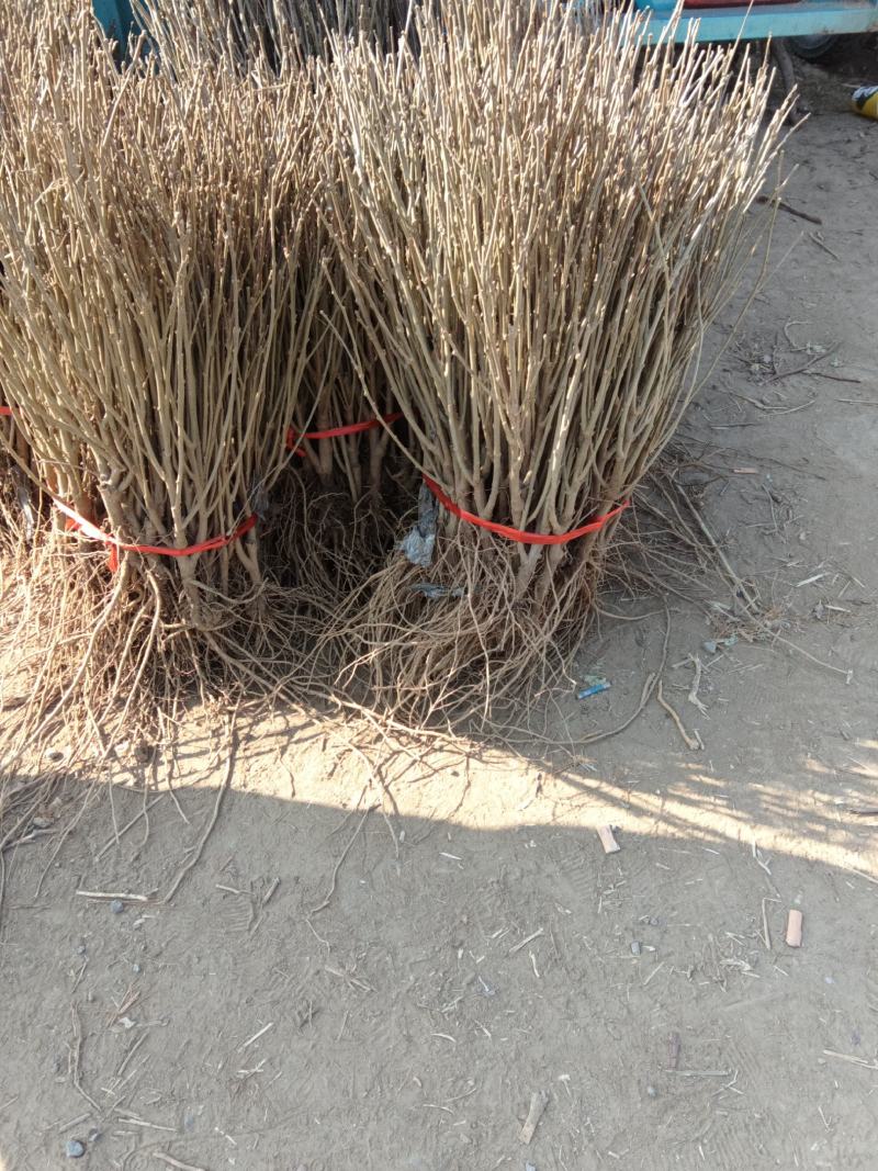 木槿花矮化木槿花苗辣椒树一年生包邮保湿发货南北方种植
