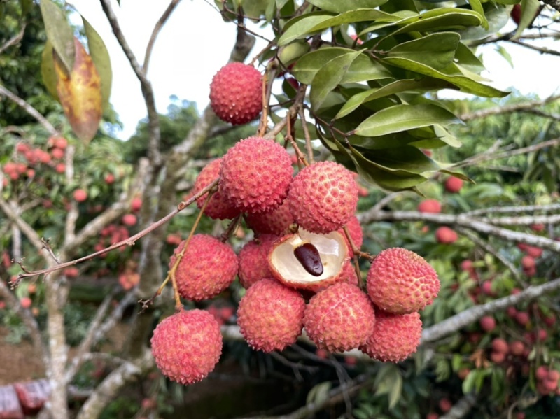 广西灵山荔枝