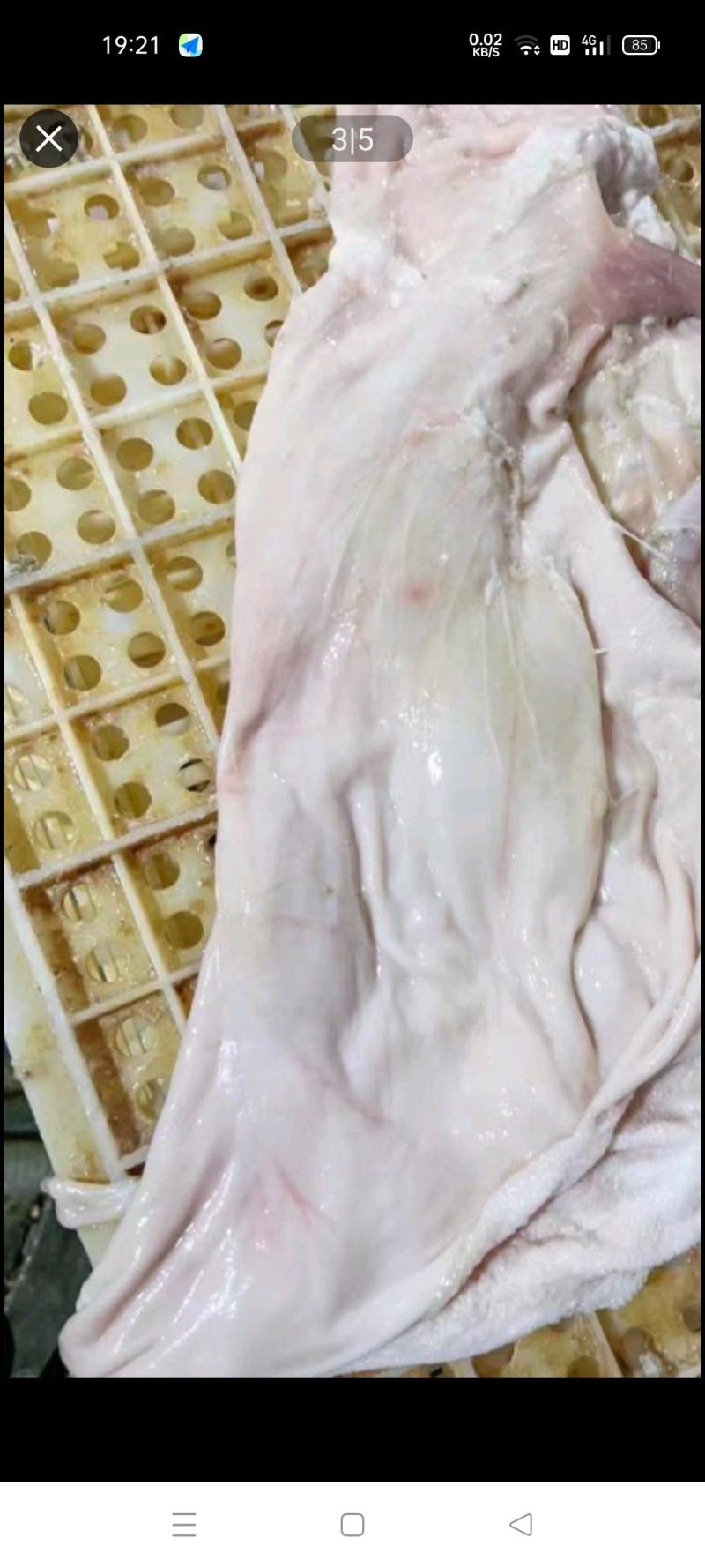 清真水退羔羊羊净肚
