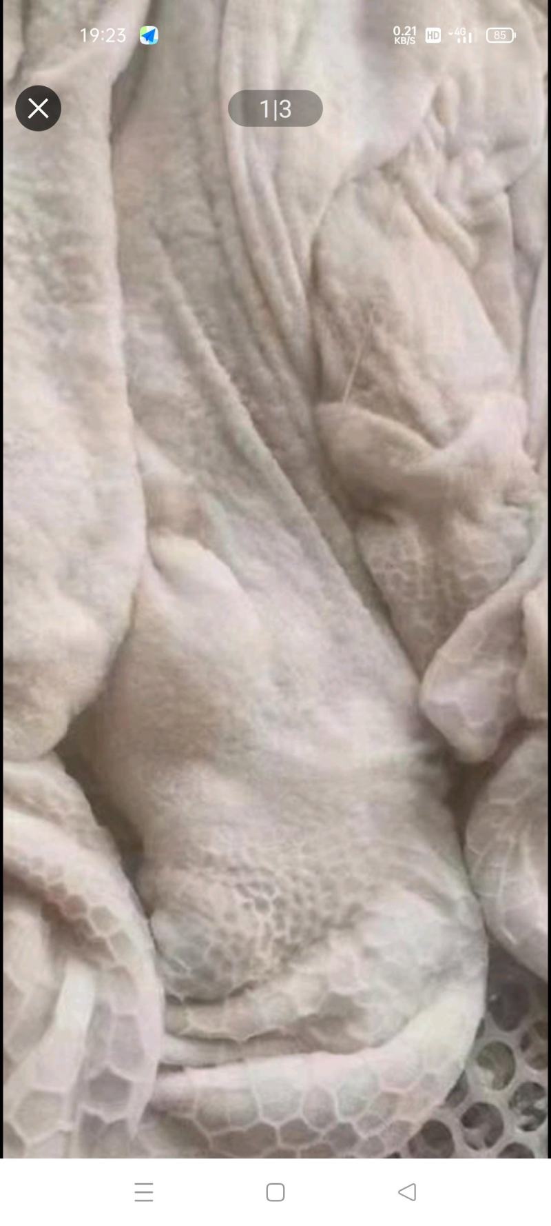 清真水退羔羊羊净肚