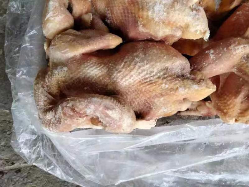 老母鸡公鸡三黄鸡乌鸡加工厂专用
