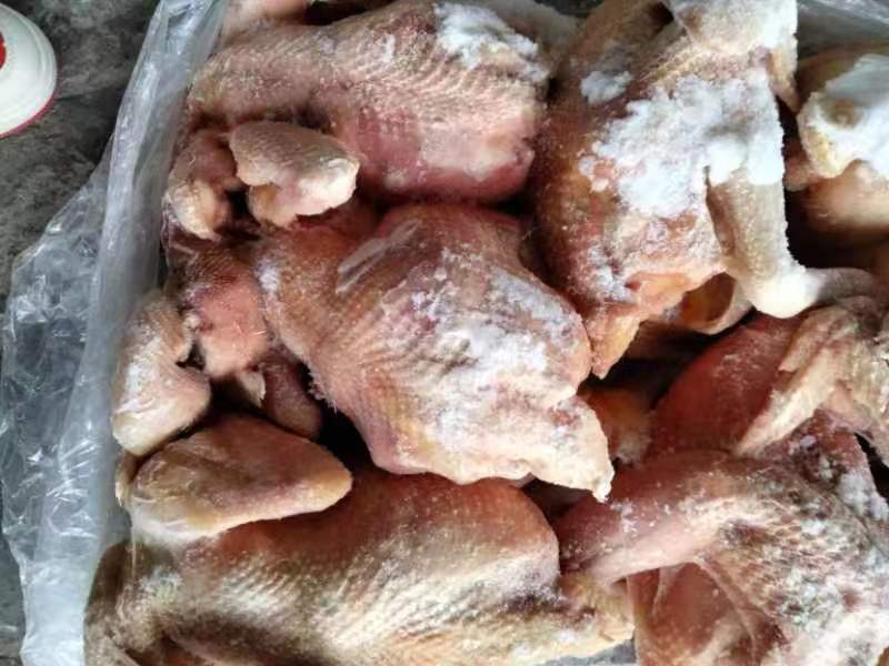 老母鸡公鸡三黄鸡乌鸡加工厂专用