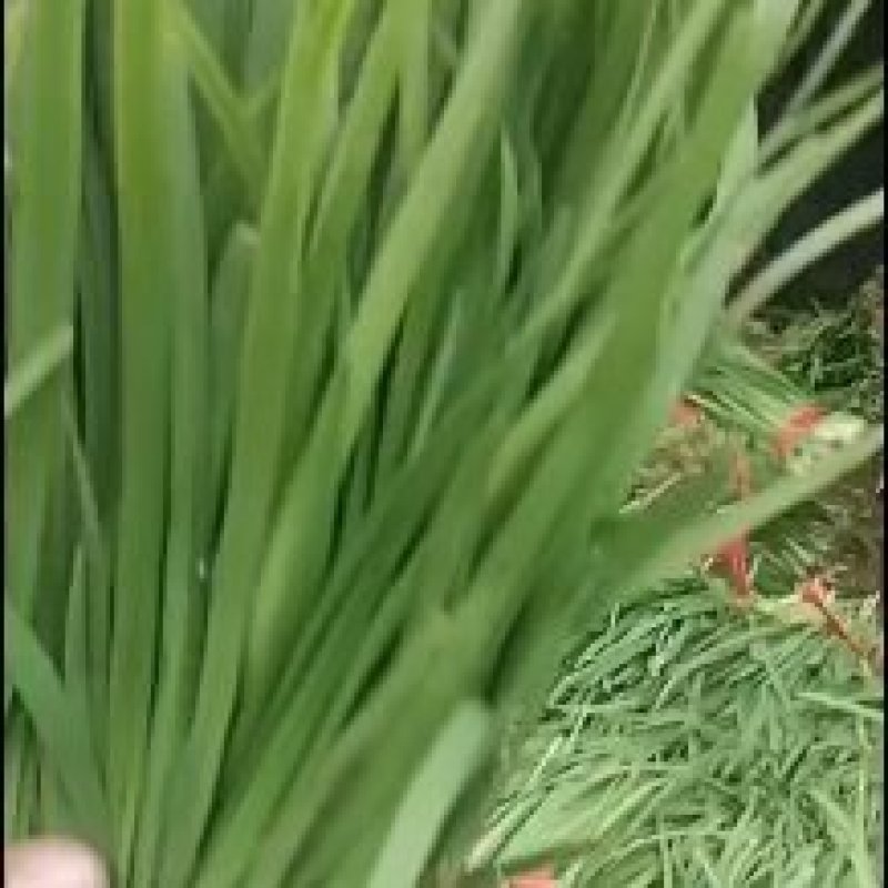 【牛商推荐】香河精品头茬二茬小叶韭菜现割现发