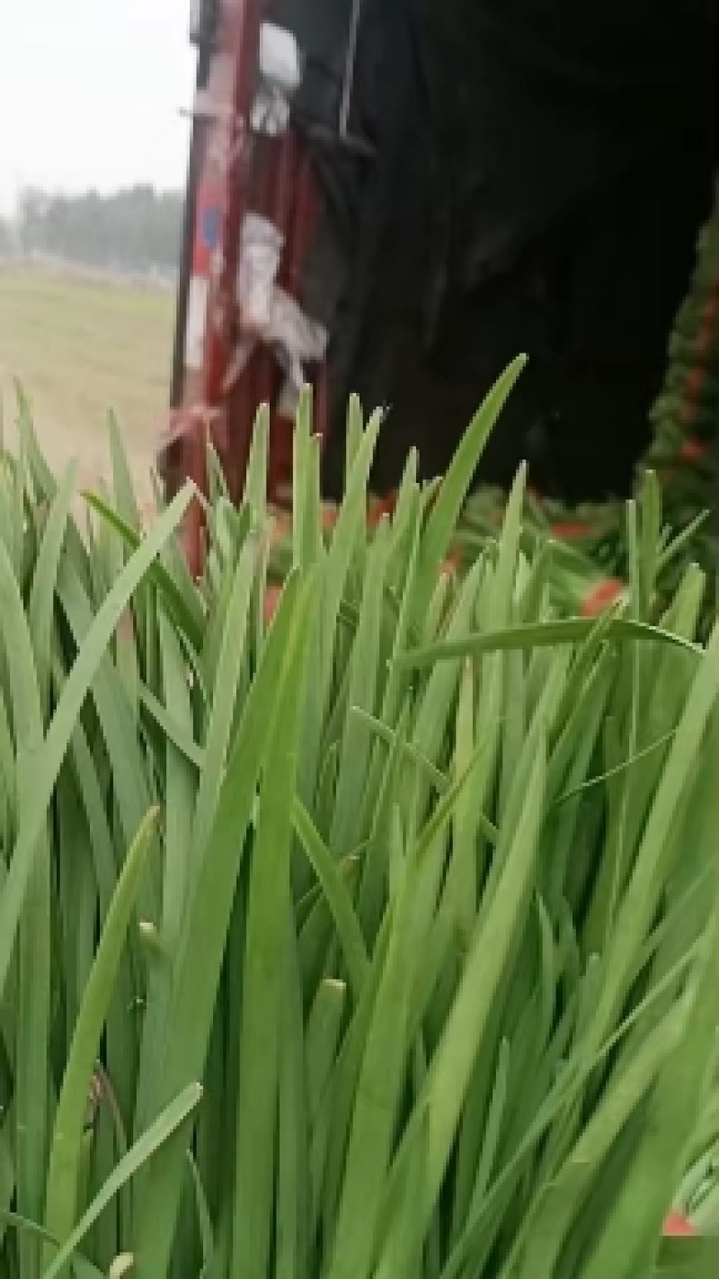 【牛商推荐】香河精品头茬二茬小叶韭菜现割现发