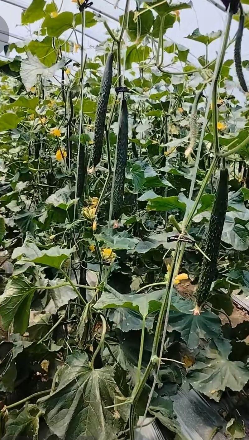 露地黄瓜种子优良品种新财富瓜条靓丽顺直品质好