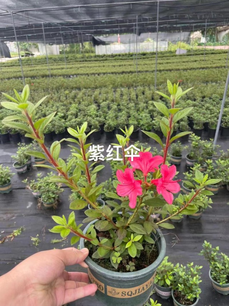 四季杜鹃/安库杜鹃泰勒康乃馨王妃紫红伞杯苗