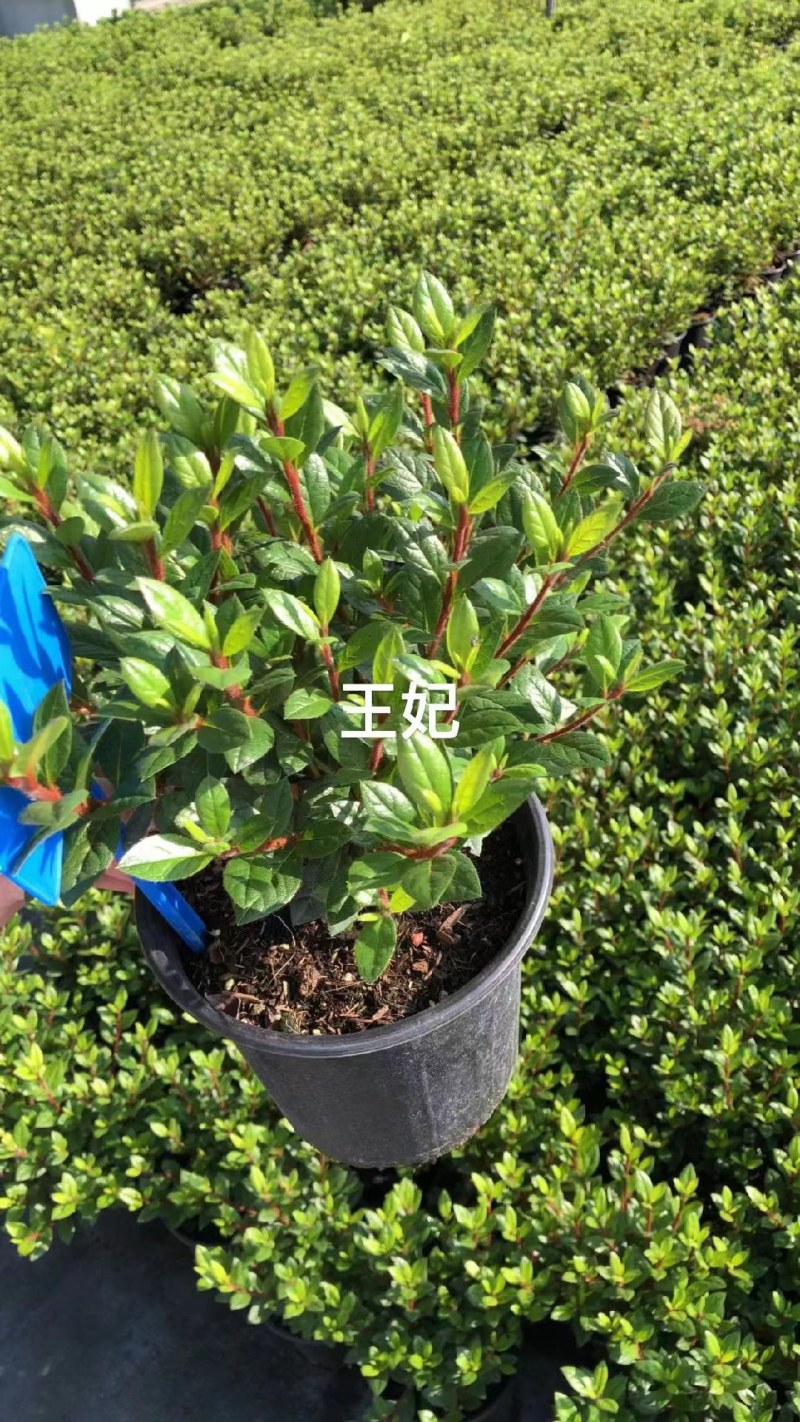 四季杜鹃/安库杜鹃泰勒康乃馨王妃紫红伞杯苗