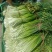 头茬白帽蒜薹