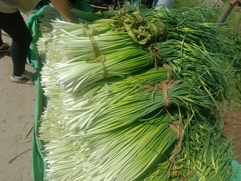 头茬白帽蒜薹