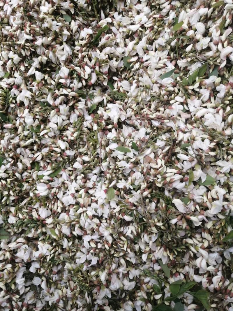 甘肃精品洋槐花货源充足大量上市欢迎联系