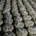 甘肃精品洋槐花货源充足大量上市欢迎联系