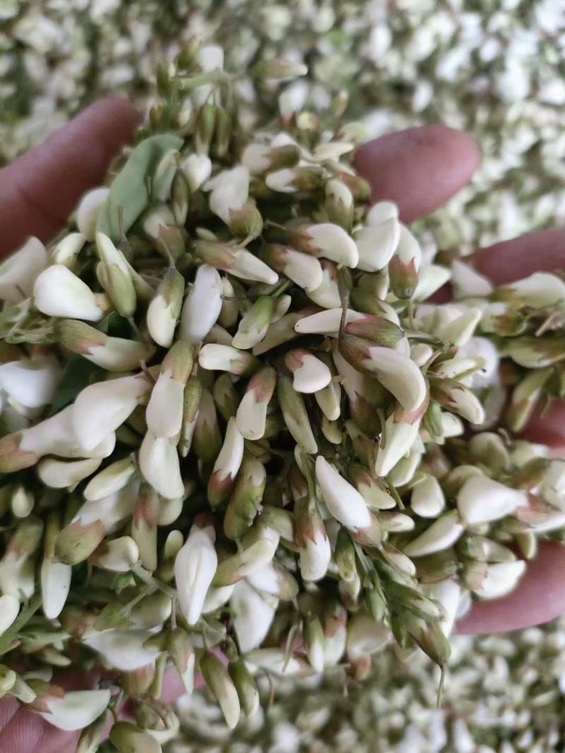 甘肃精品洋槐花货源充足大量上市欢迎联系