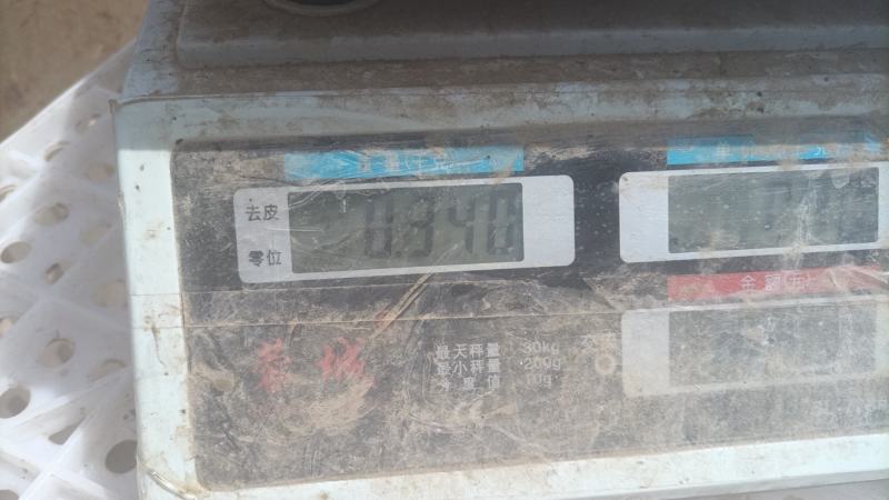 鸽肉
