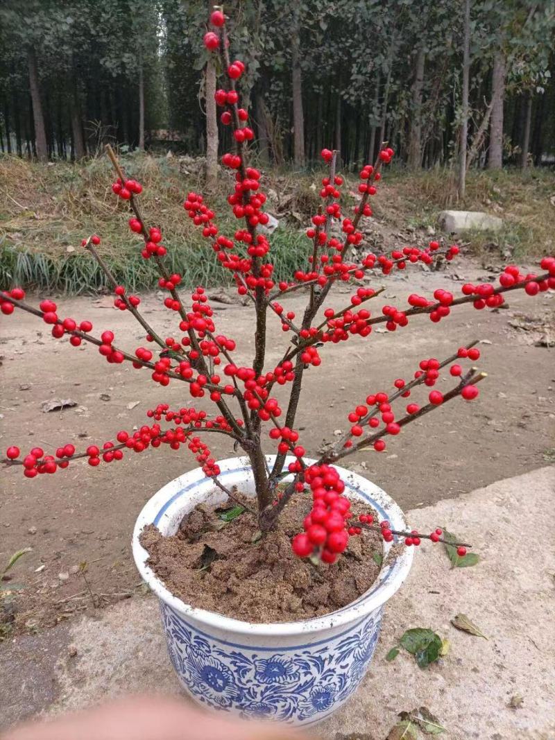 北美冬青基地现货供应1至5年杯苗地栽苗北美冬青鲜切枝