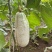 博洋61甜瓜羊角蜜大量上市批发量大价优欢迎咨询下单