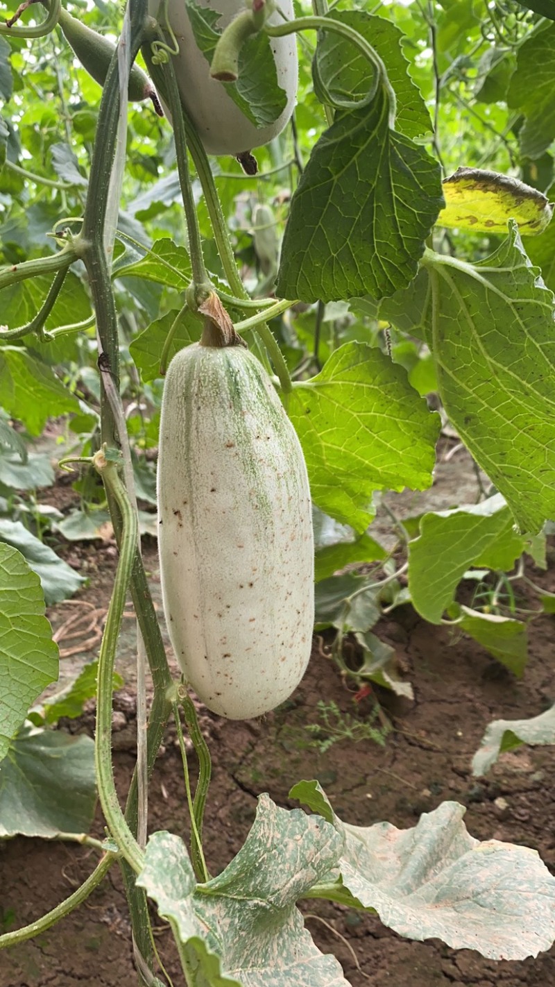 博洋61甜瓜羊角蜜大量上市批发量大价优欢迎咨询下单