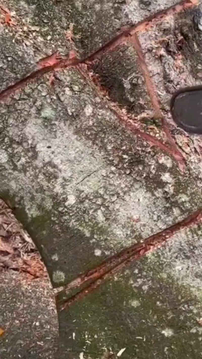 油桂
