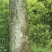 油桂
