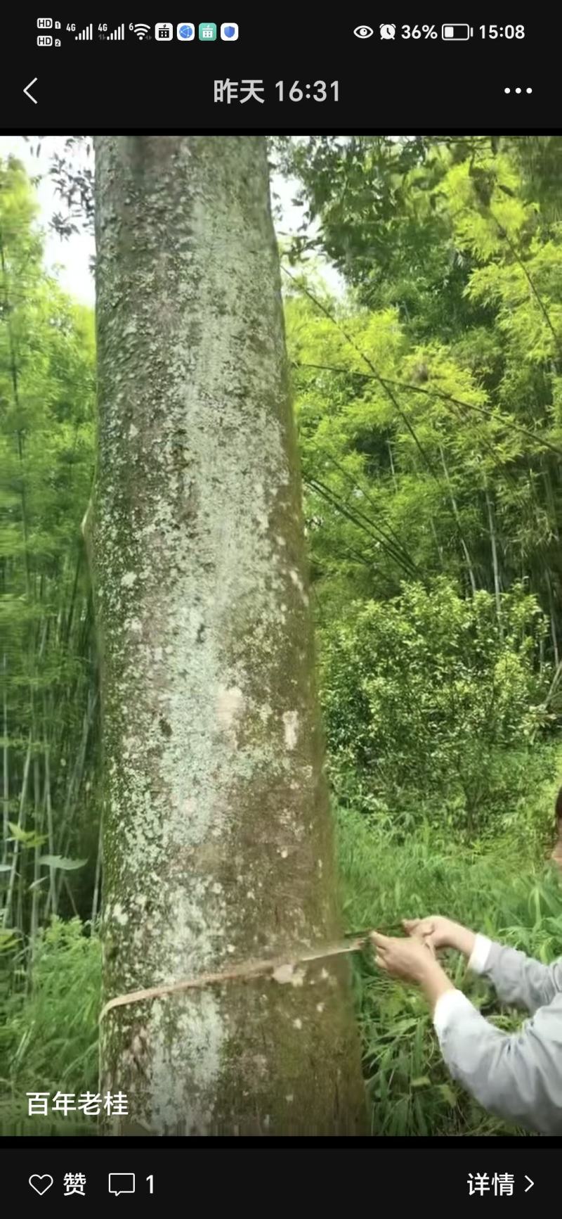 油桂