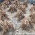 农民寻货鲜挖牛奶树根为鲜货干品干货牛奶根批量联系