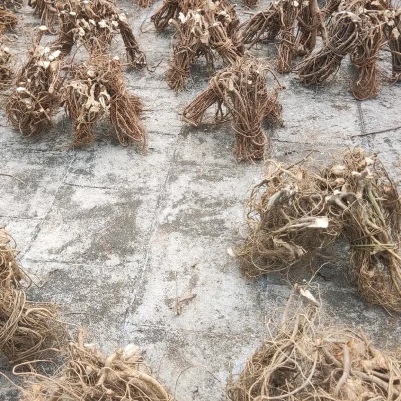 农民寻货鲜挖牛奶树根为鲜货干品干货牛奶根批量联系
