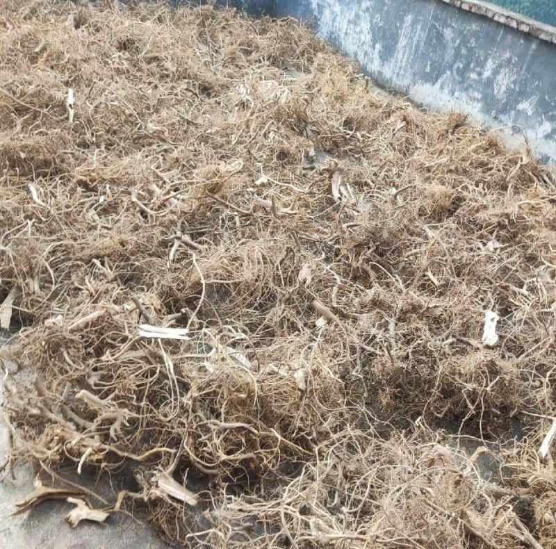 农民寻货鲜挖牛奶树根为鲜货干品干货牛奶根批量联系