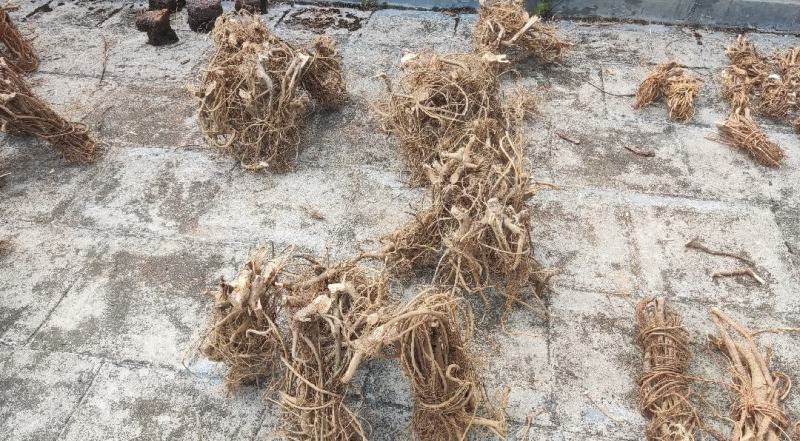 农民寻货鲜挖牛奶树根为鲜货干品干货牛奶根批量联系