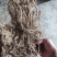农民寻货鲜挖牛奶树根为鲜货干品干货牛奶根批量联系