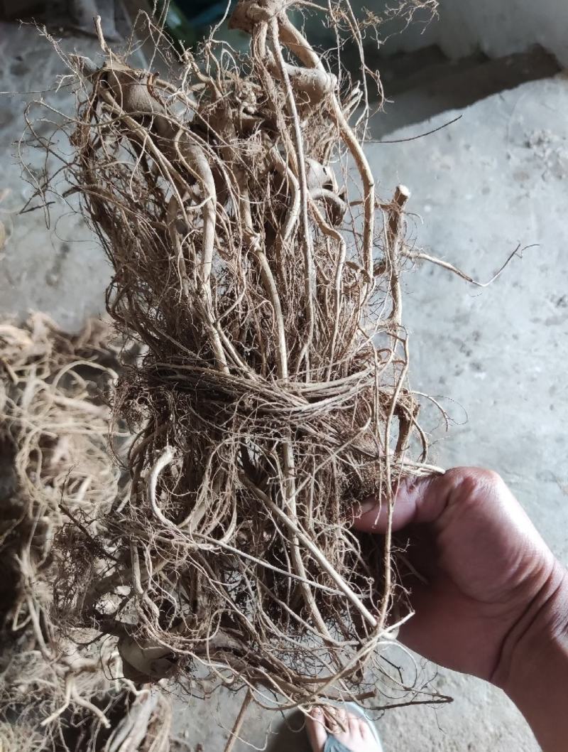 农民寻货鲜挖牛奶树根为鲜货干品干货牛奶根批量联系