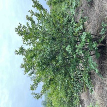丛生玫瑰红紫薇、、、高度两米五，冠幅两密