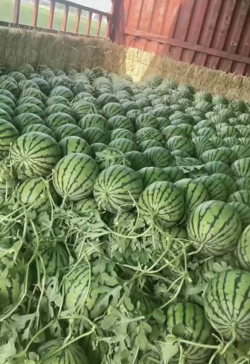 江苏精品8424西瓜产地一手货源量大从优全国发货