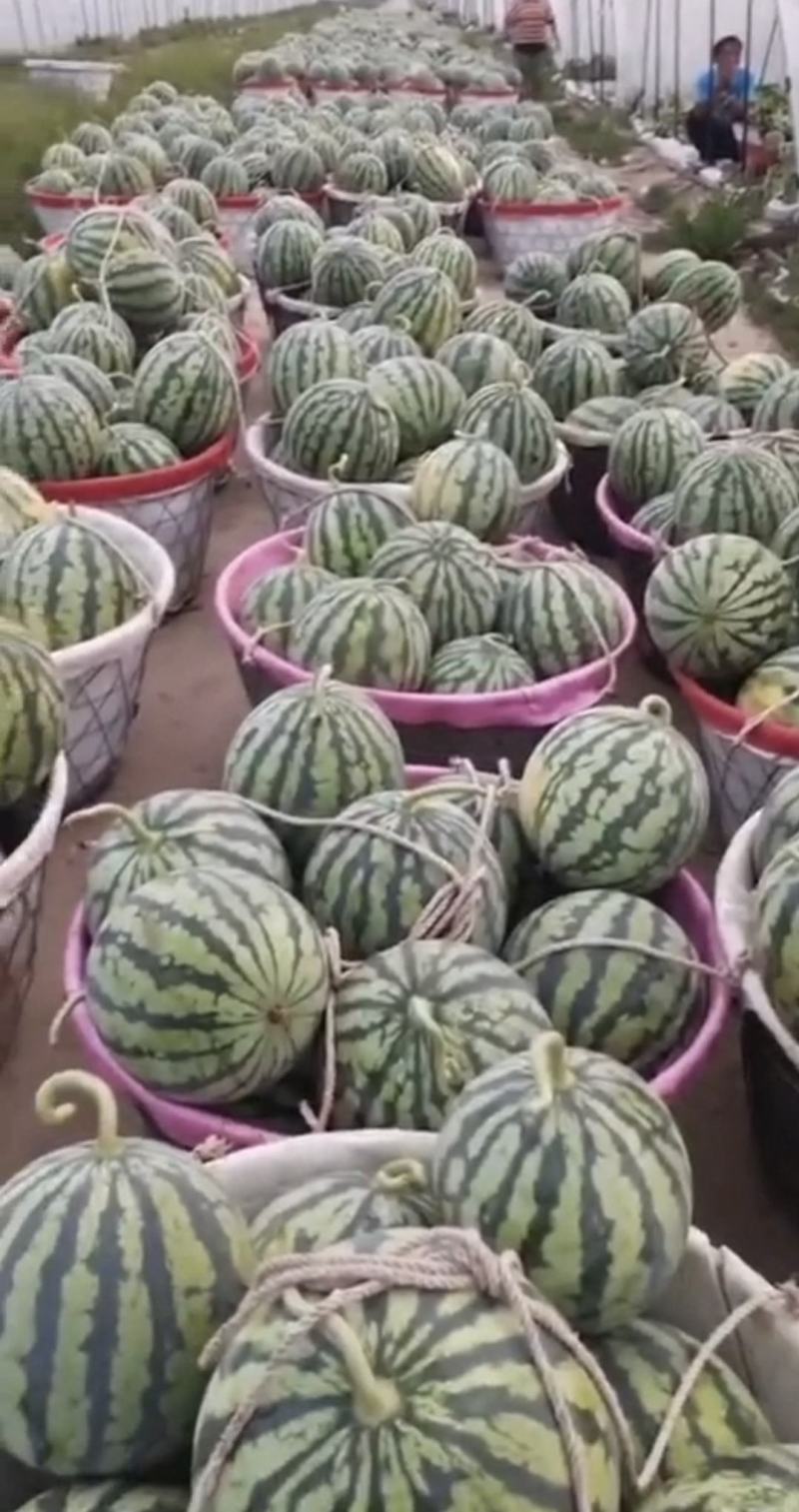 江苏精品8424西瓜产地一手货源量大从优全国发货