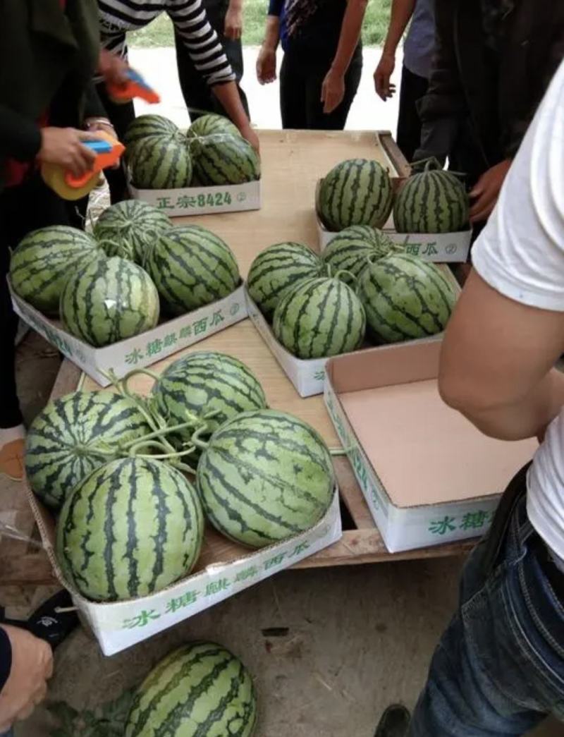 江苏精品8424西瓜产地一手货源量大从优全国发货