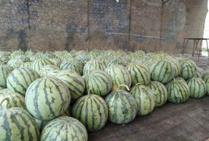 江苏精品8424西瓜产地一手货源量大从优全国发货