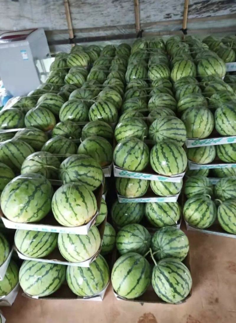 江苏精品8424西瓜产地一手货源量大从优全国发货