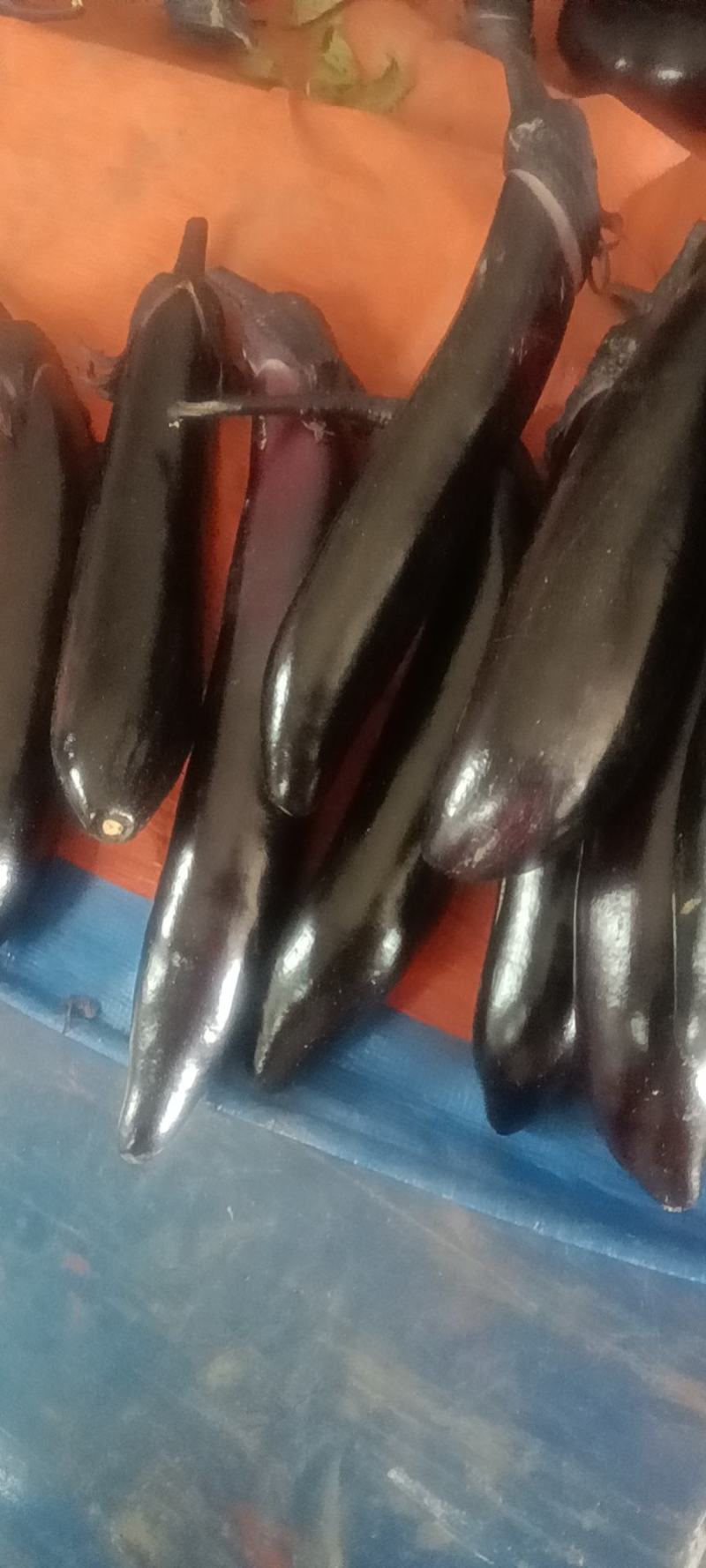 黑玛丽，东北神茄6