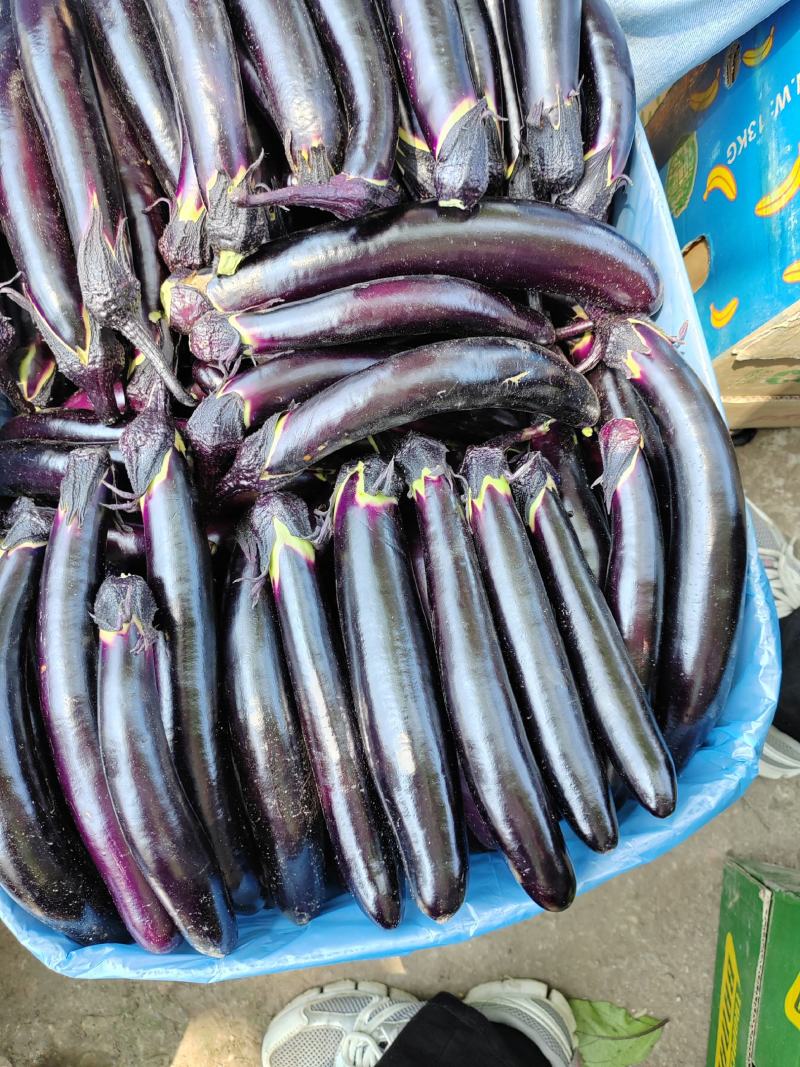 黑玛丽，东北神茄6