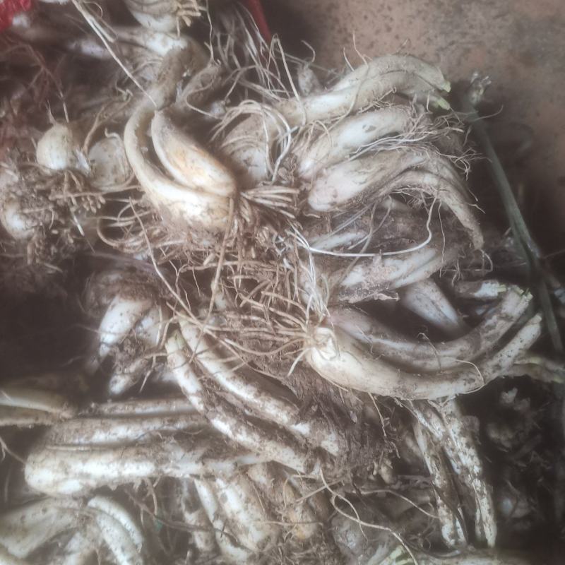 新鲜荞头藠头上市了，品质保证，量大从优价格好欢迎订购