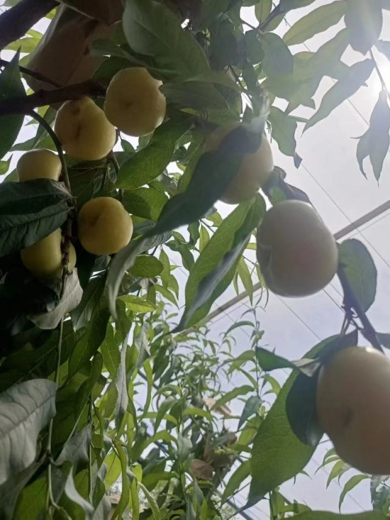 暖棚，钢架棚（油蟠桃杠6黄色，油蟠桃36红色）大量上市